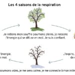 Les 4 saisons de la respiration